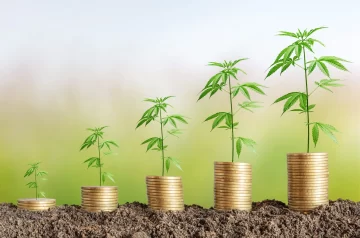 Empreendendo com Cannabis de Forma Legal: Guia para Iniciar no Mercado