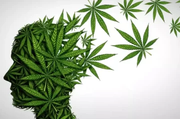 Maconha foi descriminalizada no Brasil, entenda!